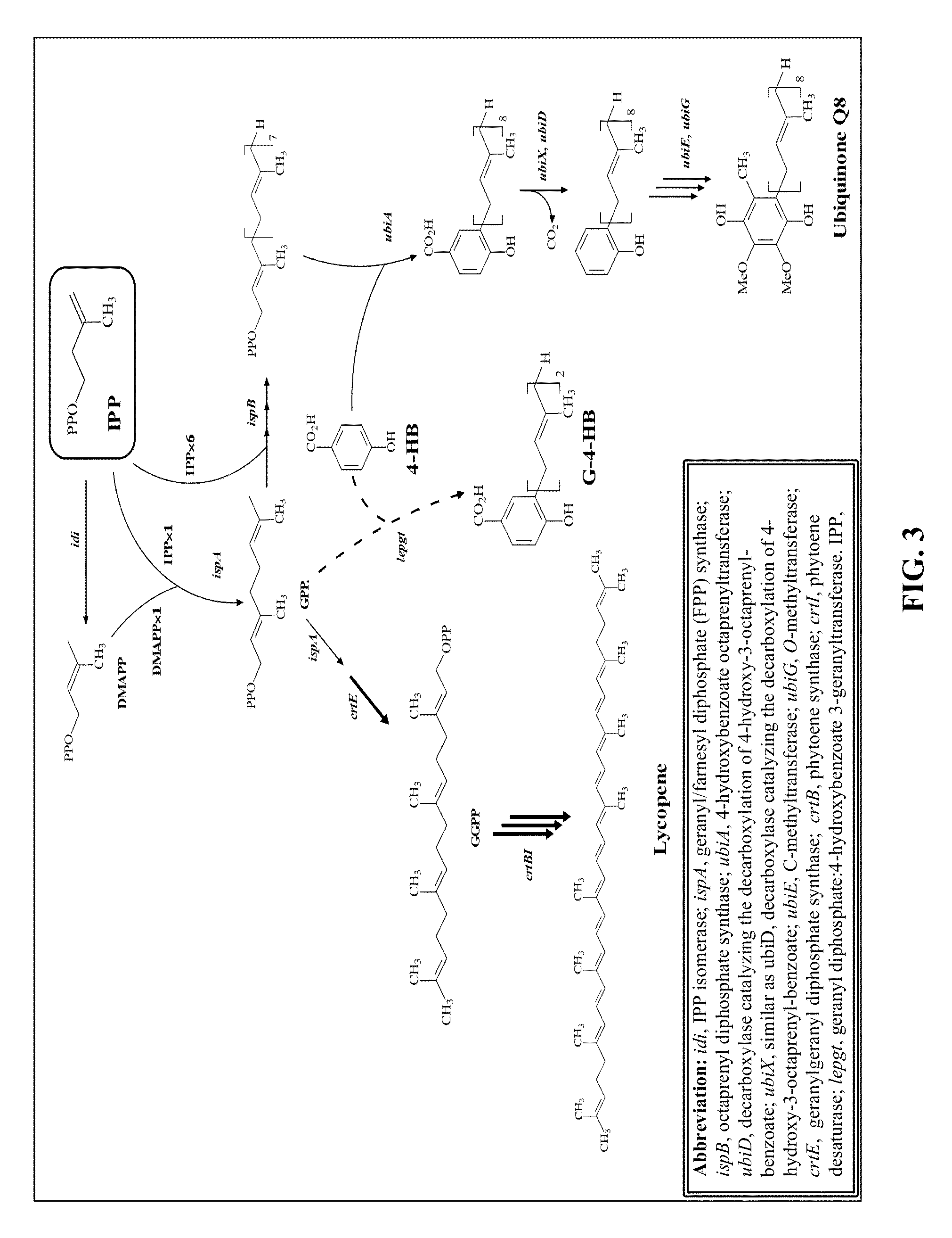 Metabolic transistor in bacteria