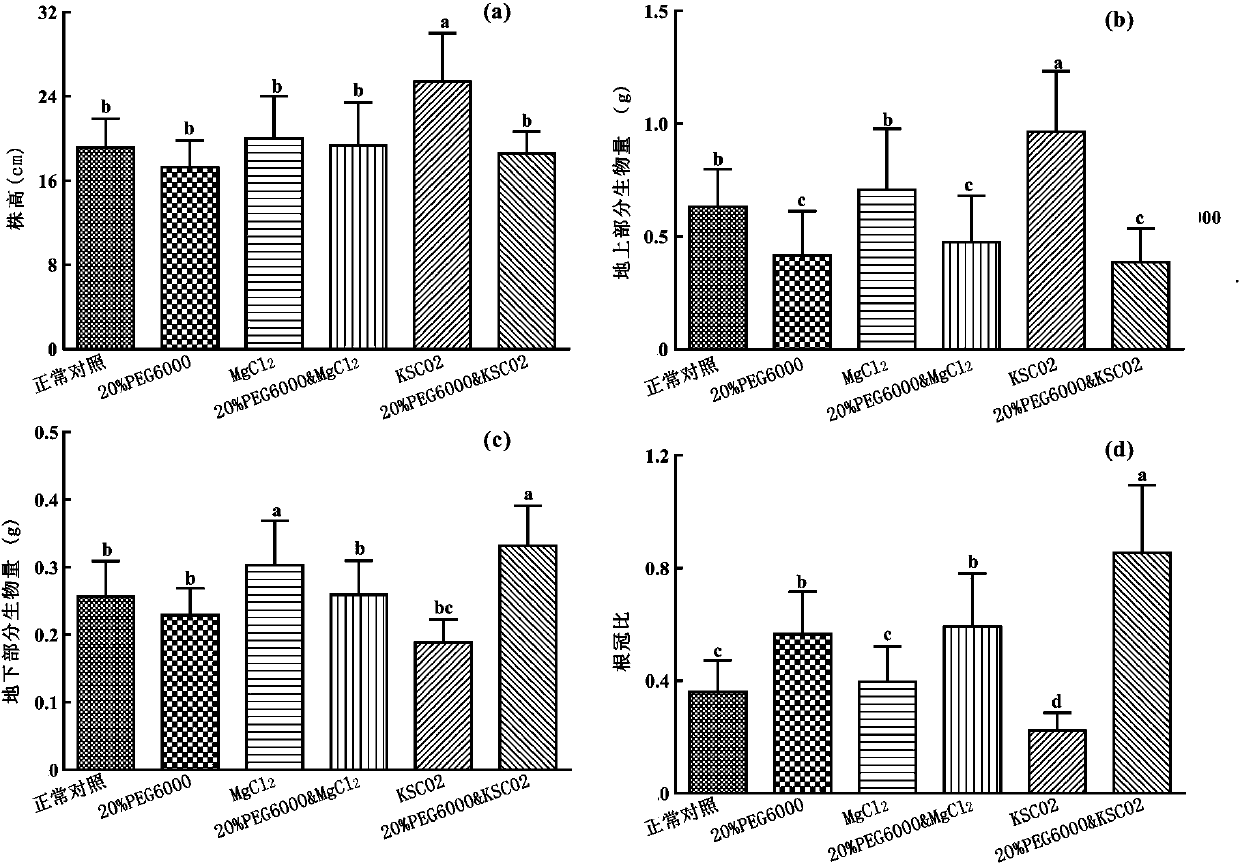 Astragalus membranaceus seed-dressing agent and method for promoting growth of astragalus membranaceus and accumulation of astragalus root flavonoids compounds of astragalus membranaceus seed-dressing agent