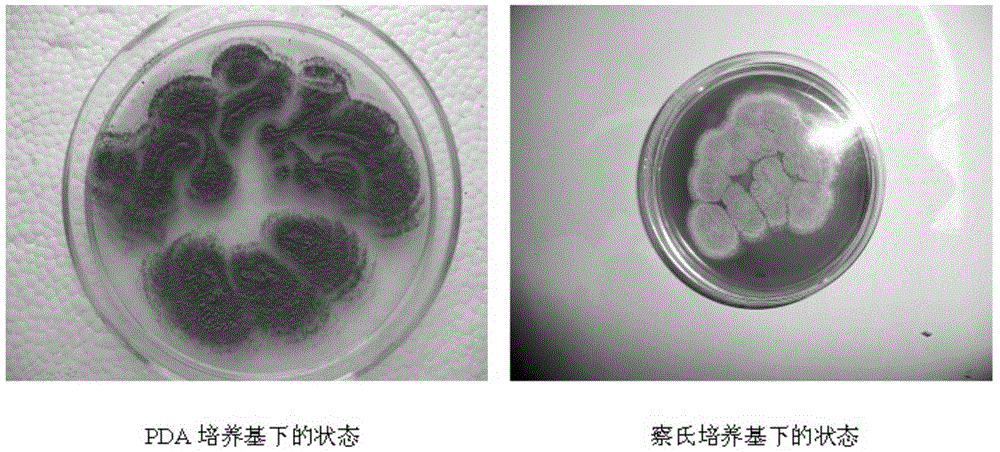 New aspergillus flavus and use thereof