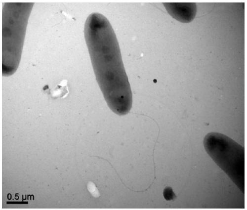 Pseudomonas citronellolis WXP-4 and application thereof in denitrification