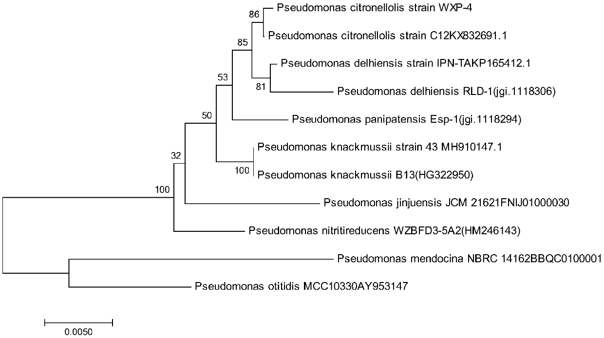 Pseudomonas citronellolis WXP-4 and application thereof in denitrification