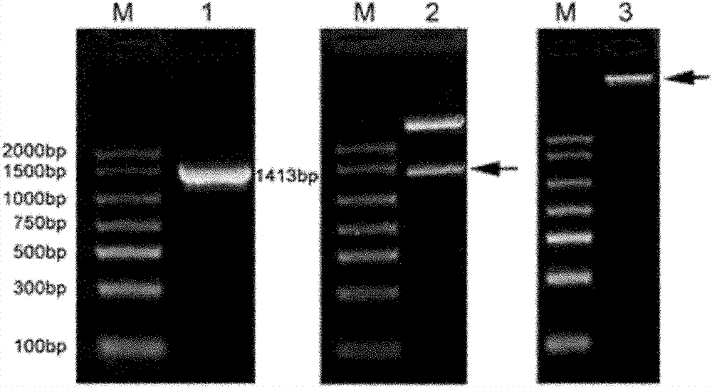 Dendranthema dichrum cold-resistant gene DdICE1 as well as plant expression vector and constructing method thereof