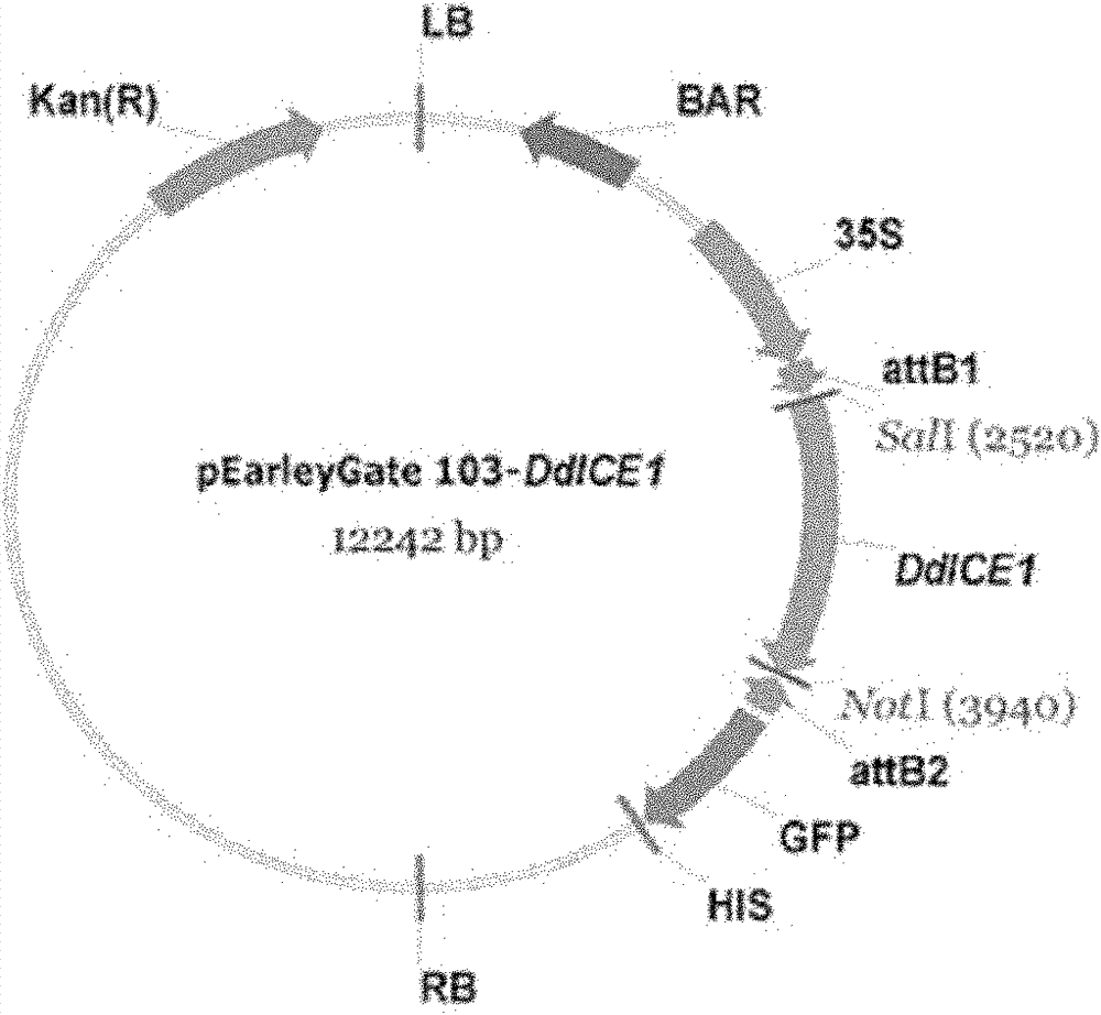 Dendranthema dichrum cold-resistant gene DdICE1 as well as plant expression vector and constructing method thereof