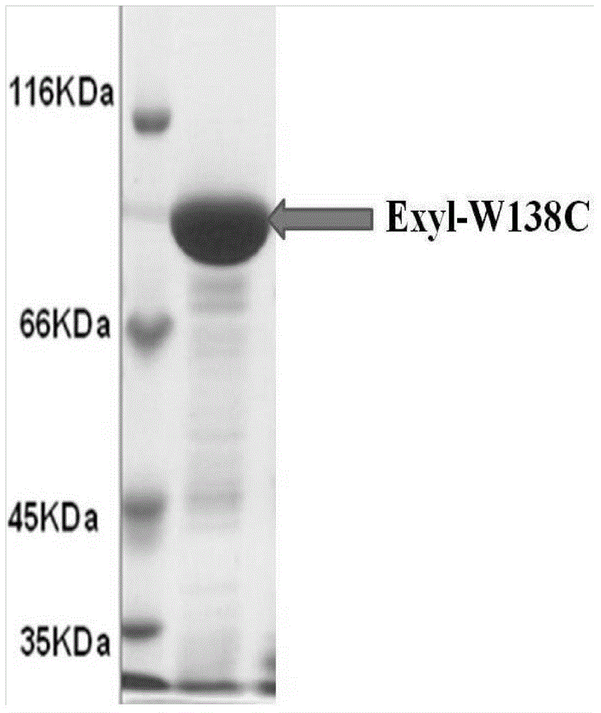 Beta-xylosidase mutant and use thereof