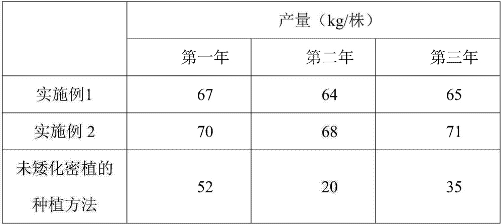 Dwarf culture and compact planting cultivation method of idesia polycarpa