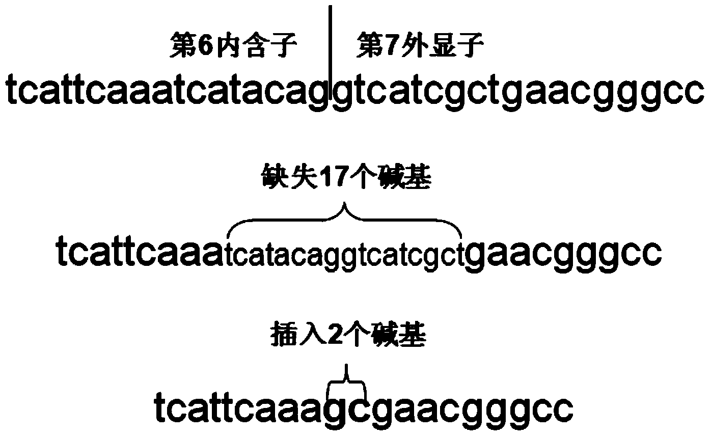 Kit for detecting common mutations of CYP4V2 gene