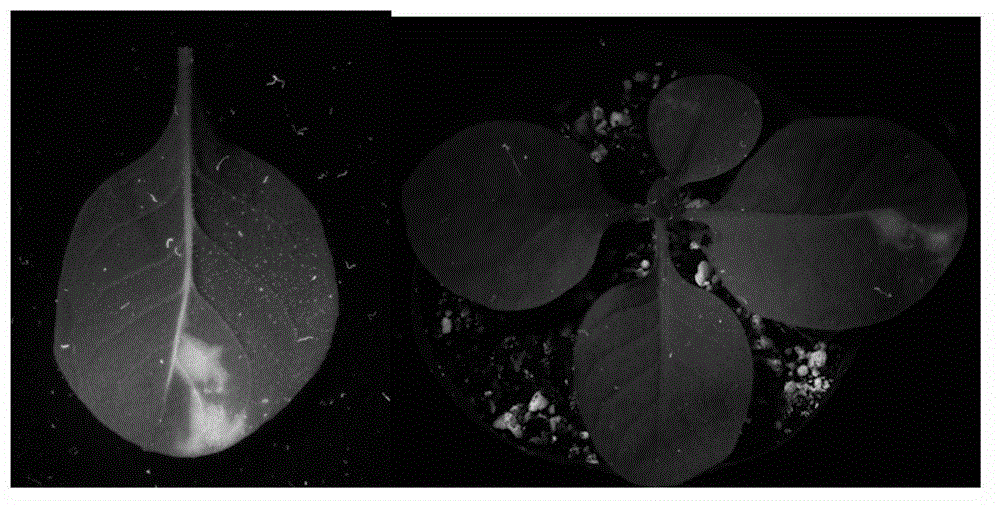 Plant virus inoculation method