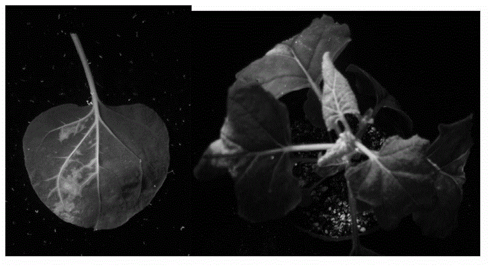 Plant virus inoculation method