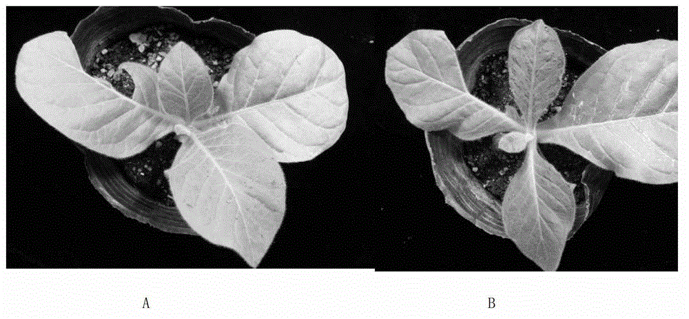 Plant virus inoculation method