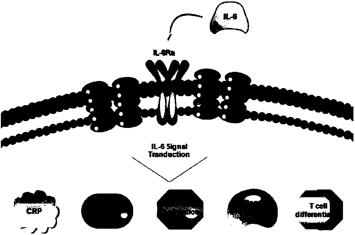 Closed IL6R CAR-T transgenic vector for relieving CRS as well as construction method and application of CAR-T transgenic vector