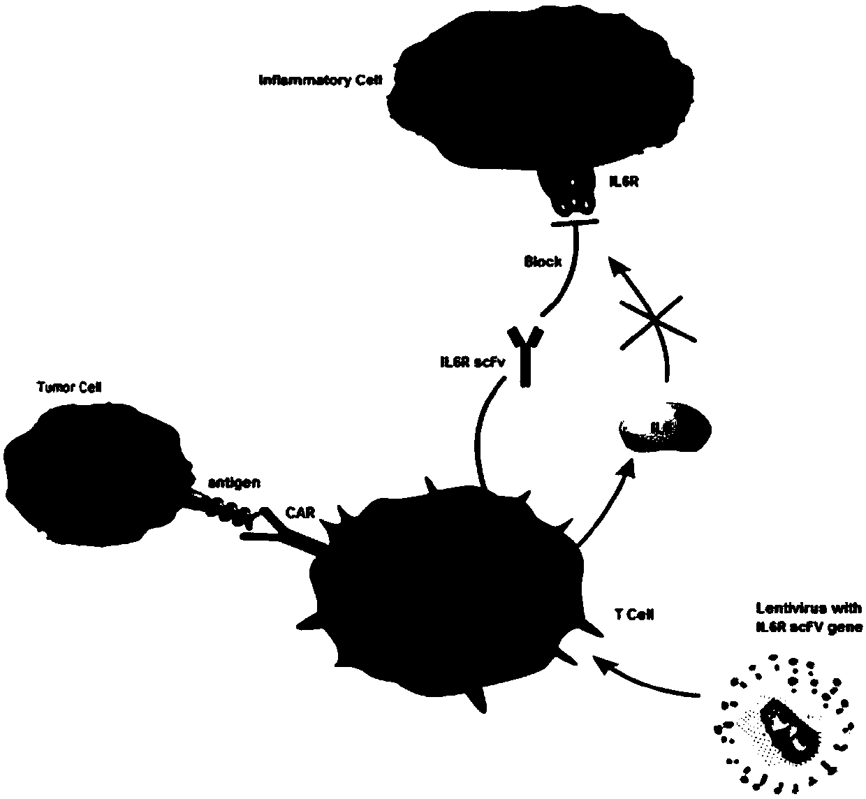 Closed IL6R CAR-T transgenic vector for relieving CRS as well as construction method and application of CAR-T transgenic vector