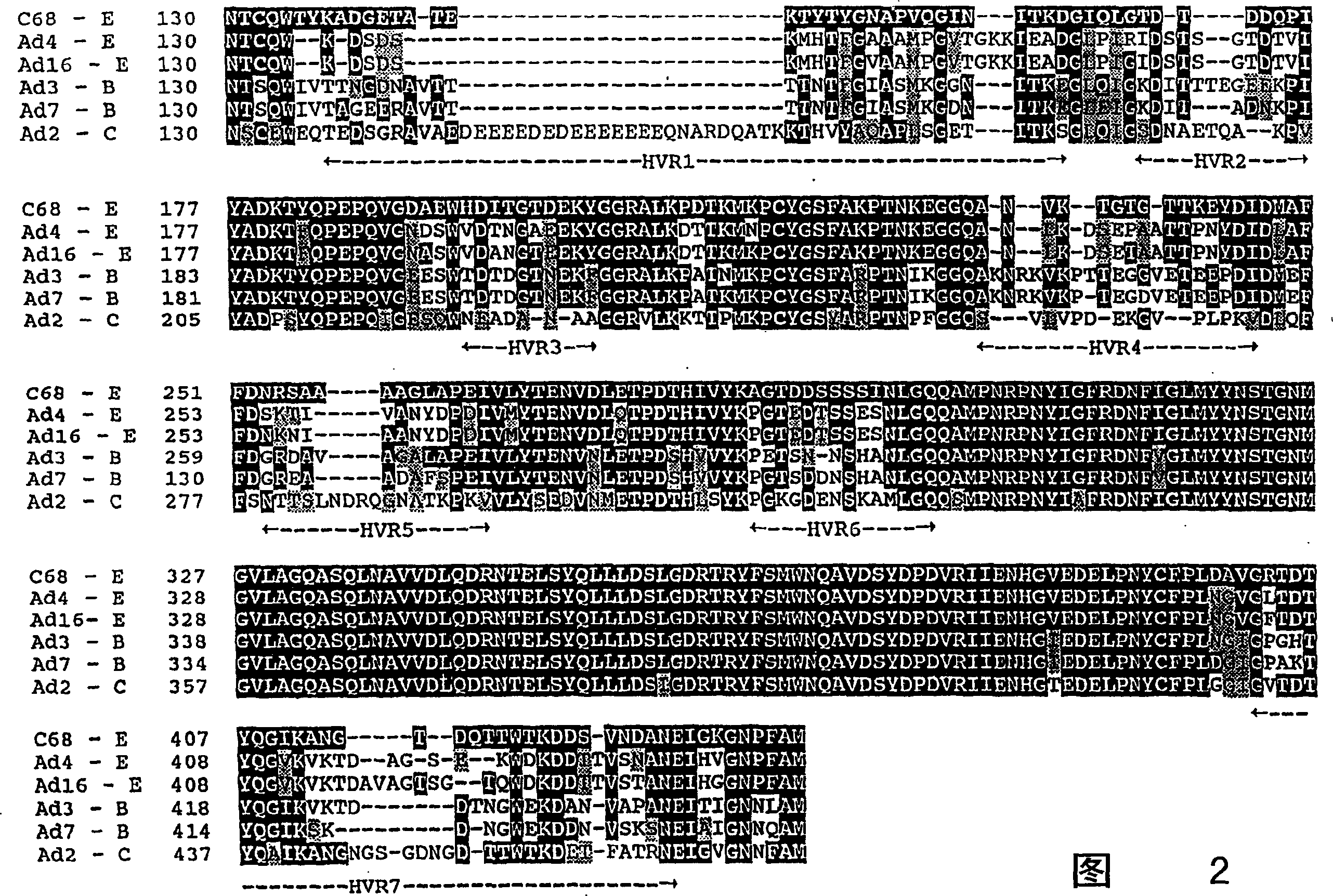 Methods of inducing cytotoxic immune response and recombinant simian ademovirus compositions useful therein