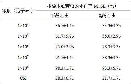 Diaphorina citri Kuwayama high pathogenic Isaria fumosorosea strain and application thereof