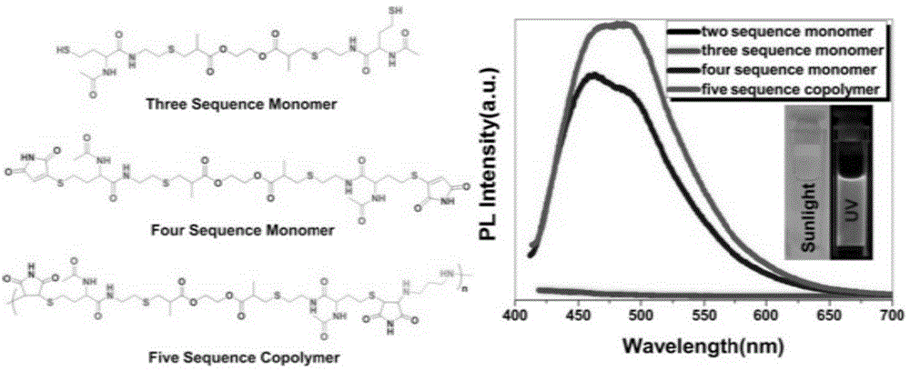 Preparation method and application of atypical fluorescent material succinimide derivative