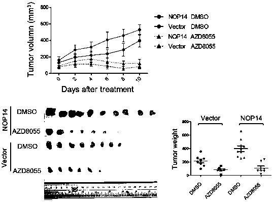 NOP14 gene and application of protein thereof as sensibility marker of tumor to mTOR inhibitor