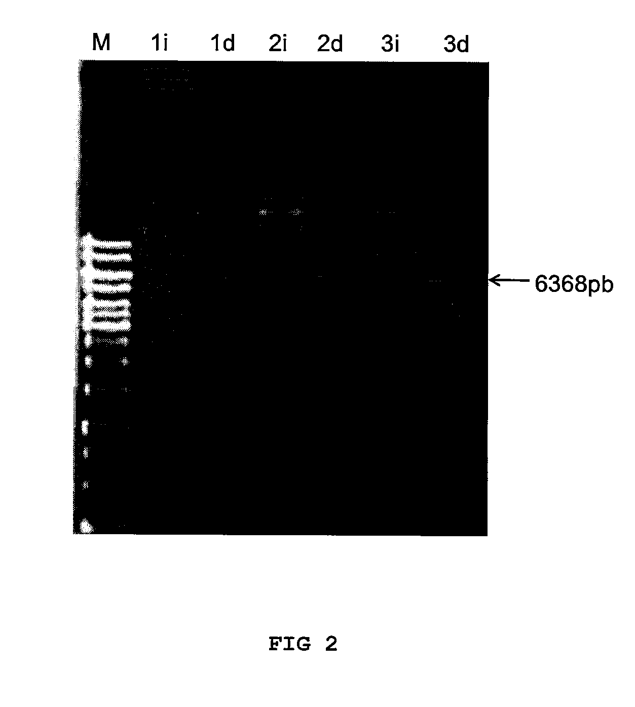 Recombinant l-asparaginase from zymomonas