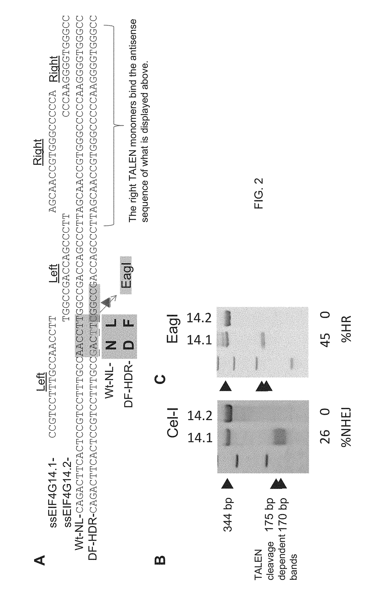 Production of fmdv-resistant livestock by allele substitution