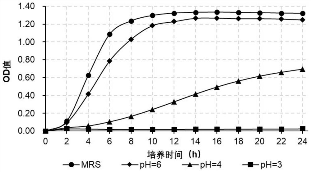 Pediococcus pentosaceus and application thereof in improving flavor quality of fermented fruits and vegetables