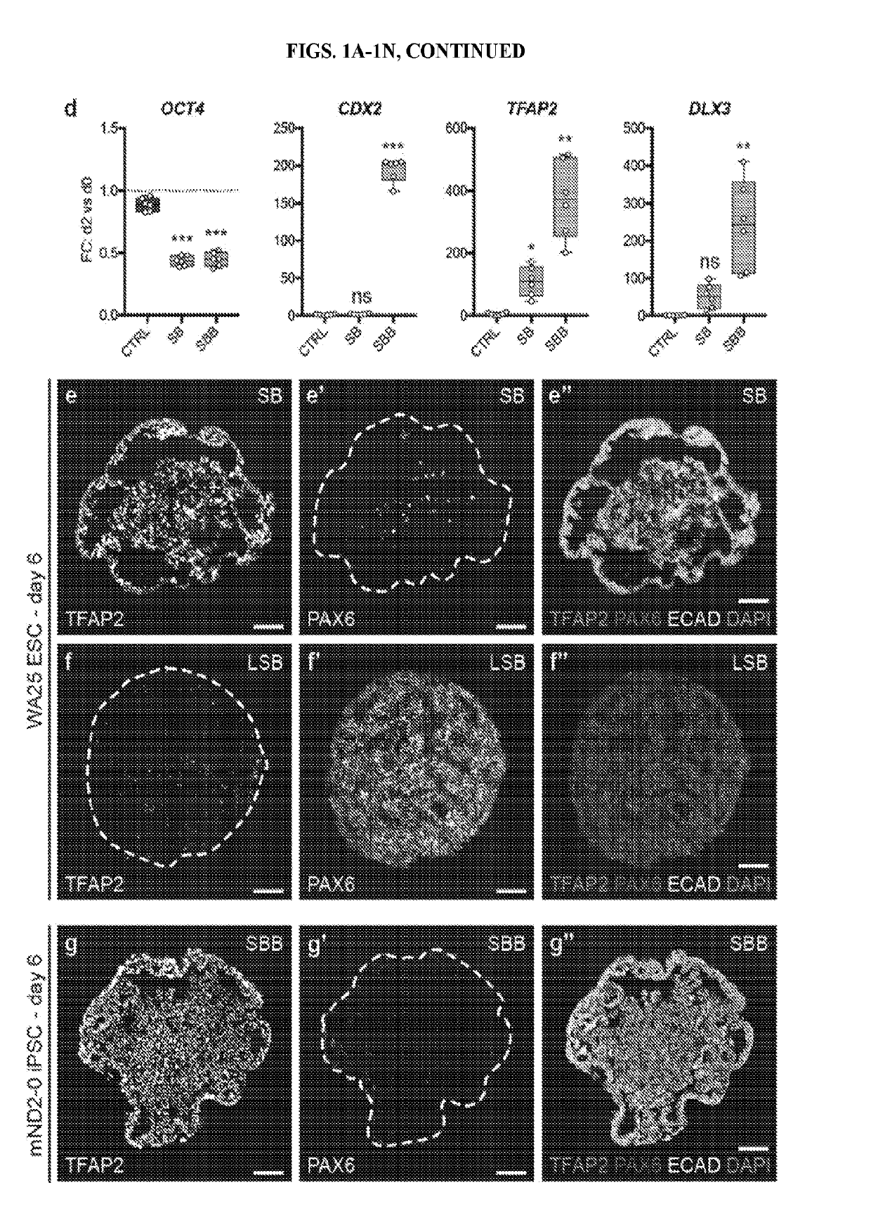 Methods of generating human inner ear sensory epithelia and sensory neurons