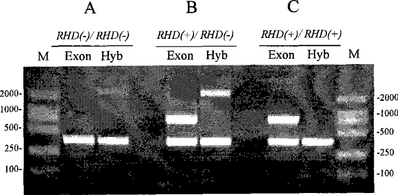 PCR primer and kit for measuring individual RHD gene zygosity and measuring method thereof