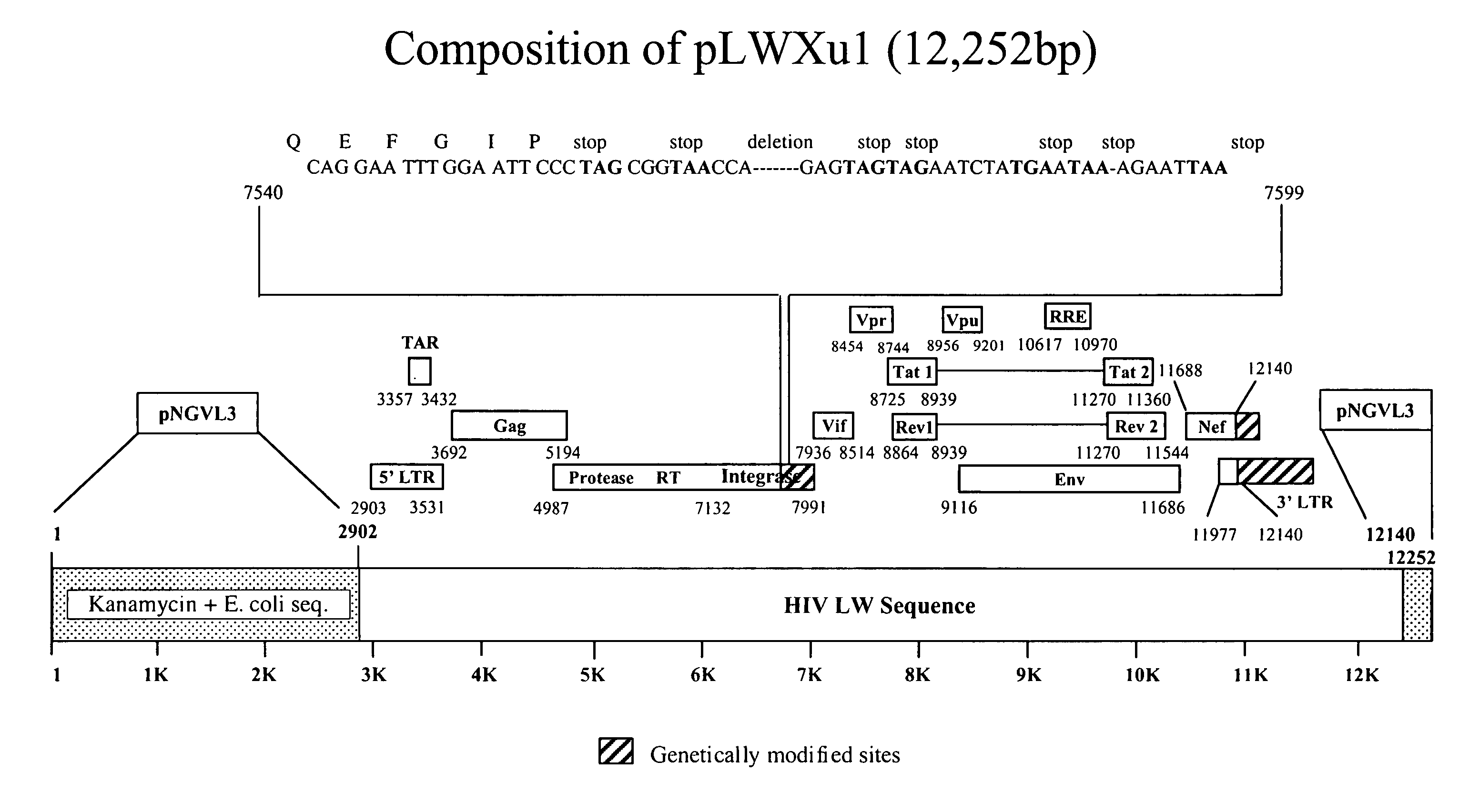 DNA composition and uses thereof