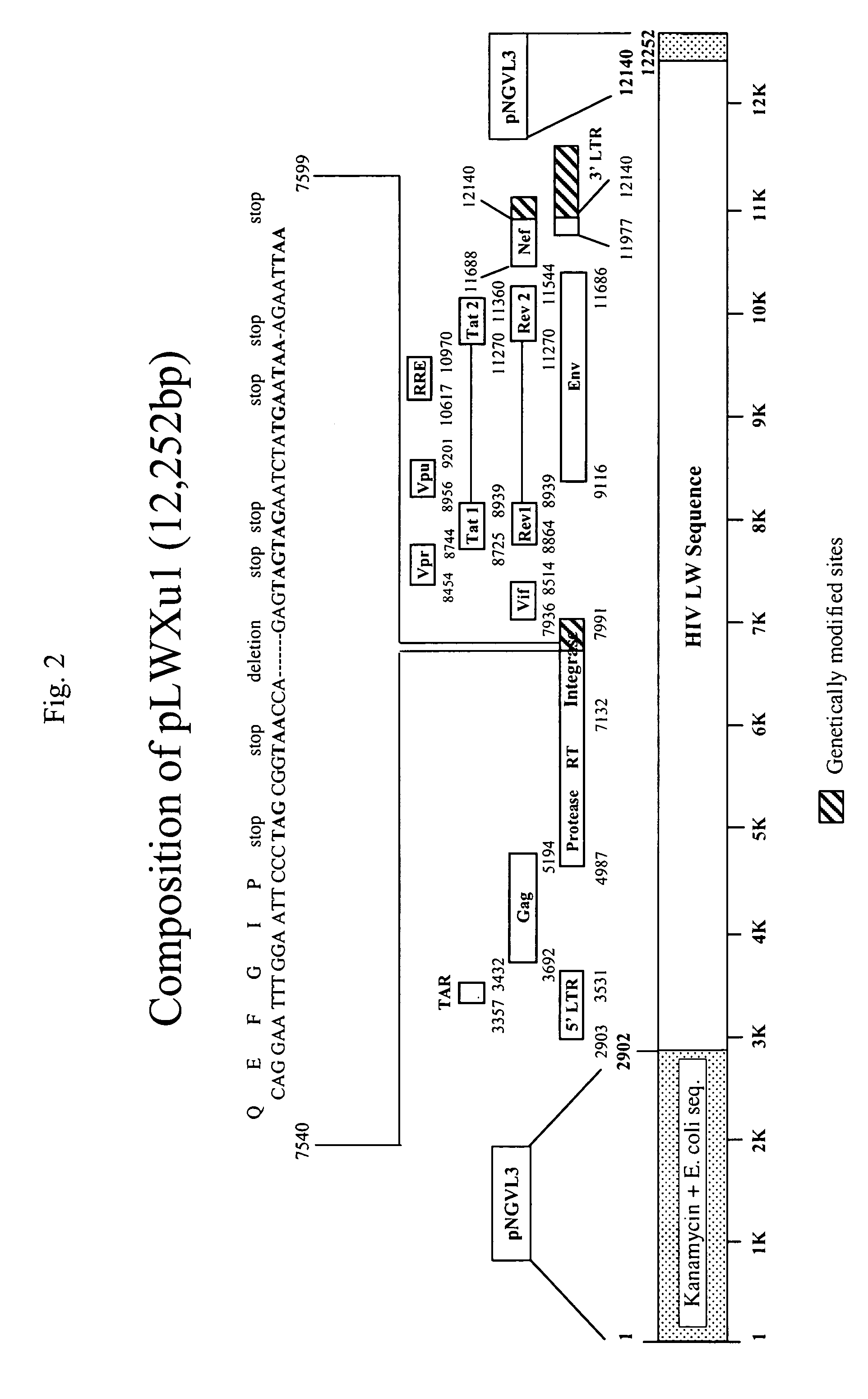 DNA composition and uses thereof