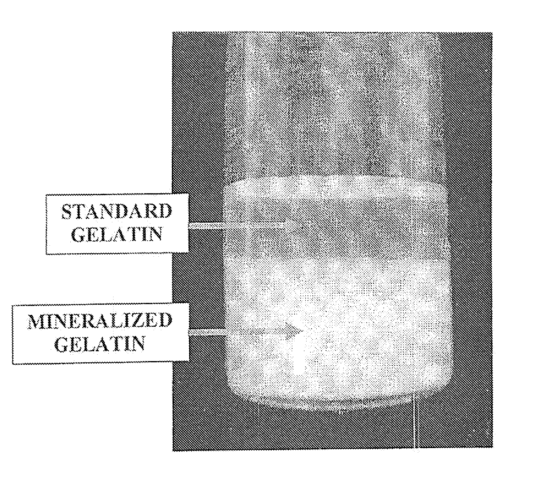 Bone Graft Materials Derived from Mineralized Gelatin