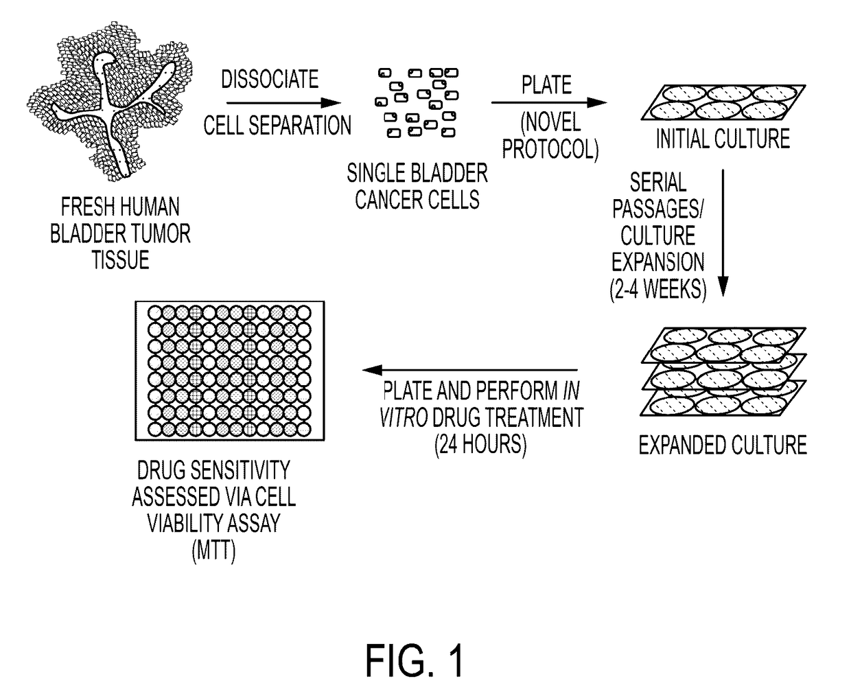 Method for culture of human bladder cell lines and organoids and uses thereof