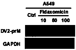 Application of fidaxomicin in preparing medicines for treating related diseases and/or symptoms caused by dengue virus infection