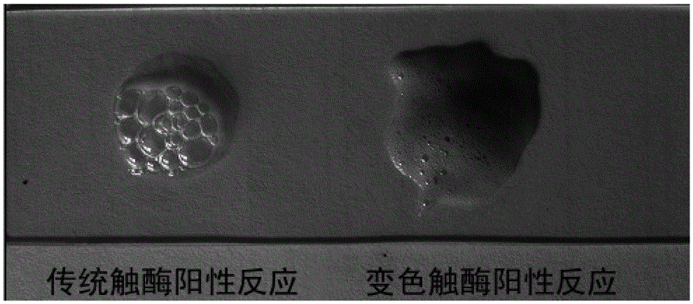 A kind of chromogenic catalase reaction liquid and its application