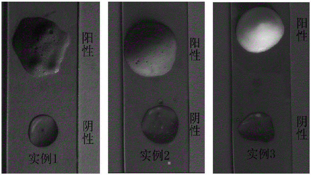 A kind of chromogenic catalase reaction liquid and its application