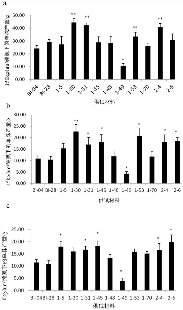 Method for rapidly obtaining stable homozygous nitrogen efficient material by using hybrid F1-generation microspore culture