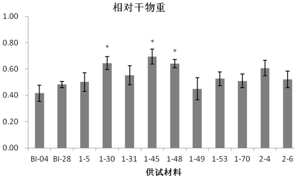 Method for rapidly obtaining stable homozygous nitrogen efficient material by using hybrid F1-generation microspore culture