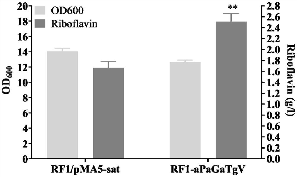 Genetically engineered bacterium for efficiently synthesizing riboflavin and application of genetically engineered bacterium