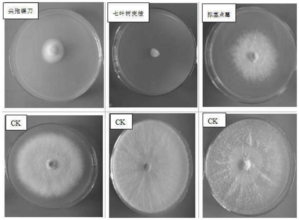 A kind of bacteriostasis method of camphor leaf essential oil