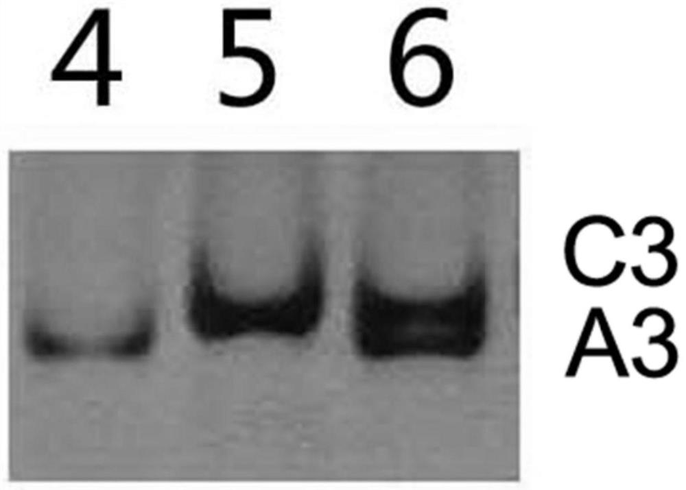 Molecular markers for identification of a03 and c03 chromosome segregation in hybrids between Chinese cabbage and Ethiopian mustard and their progeny