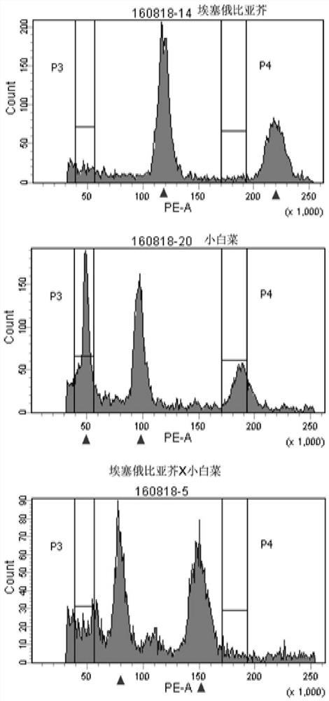 Molecular markers for identification of a03 and c03 chromosome segregation in hybrids between Chinese cabbage and Ethiopian mustard and their progeny