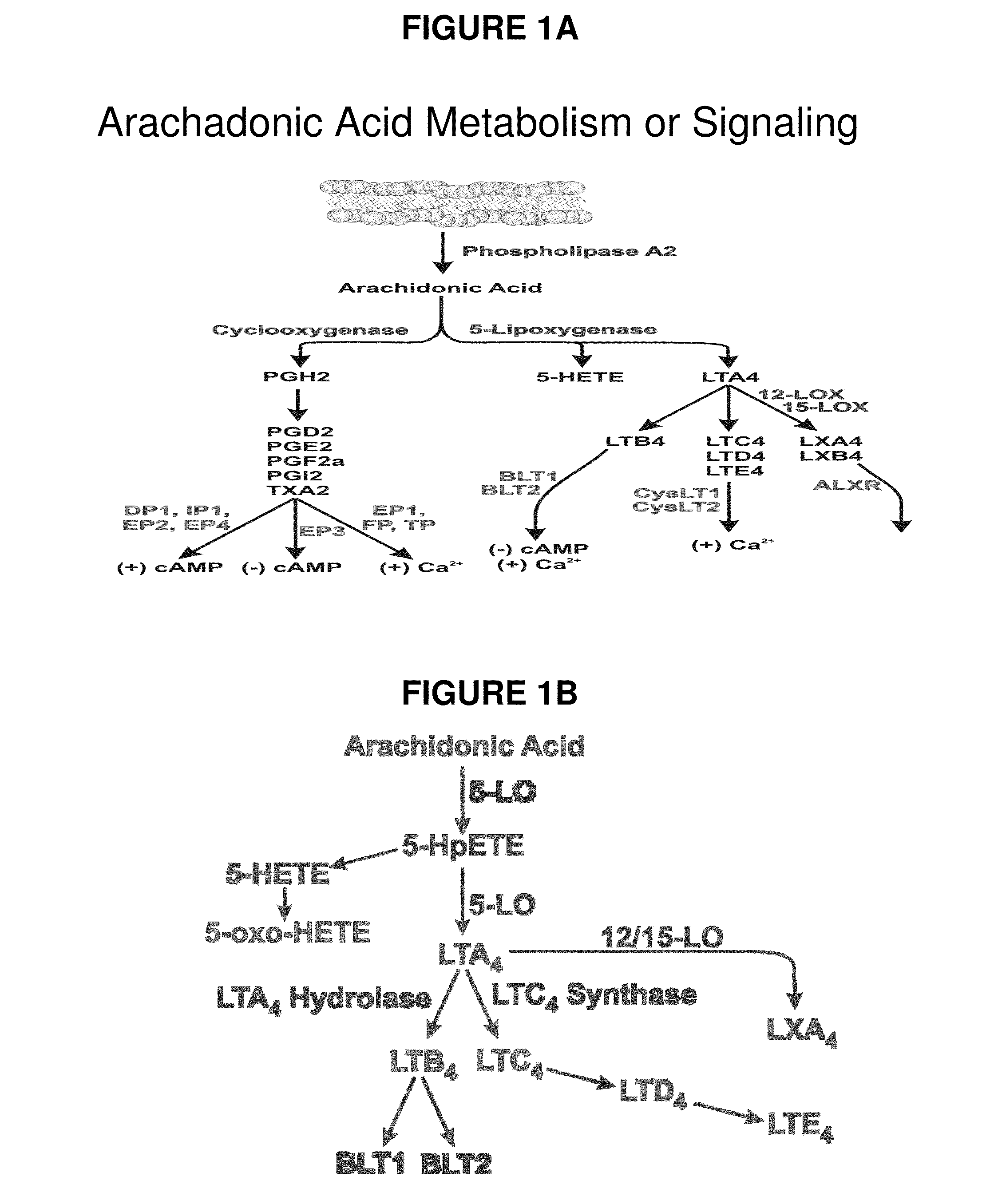 Novel Methods for Bone Treatment by Modulating an Arachidonic Acid Metabolic or Signaling Pathway