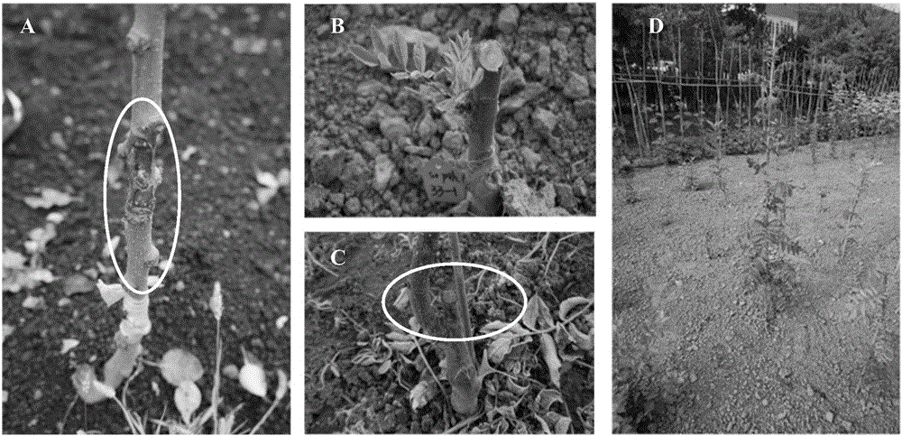 Sorbus pohuashanensis grafting method