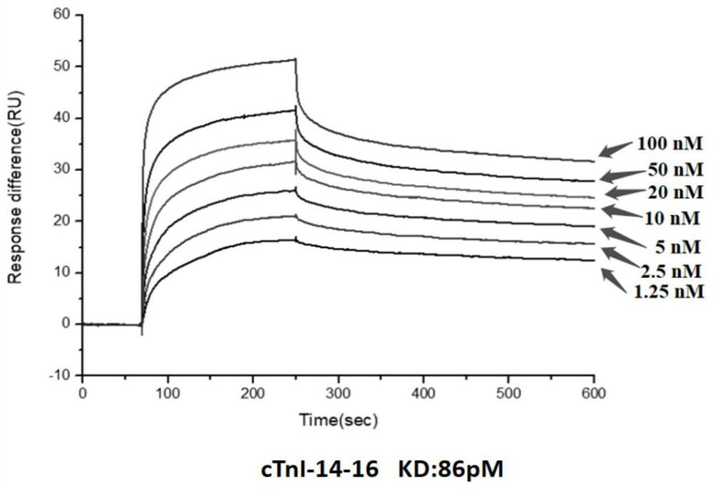 Cardiac troponin I specific nucleic acid aptamer and application thereof