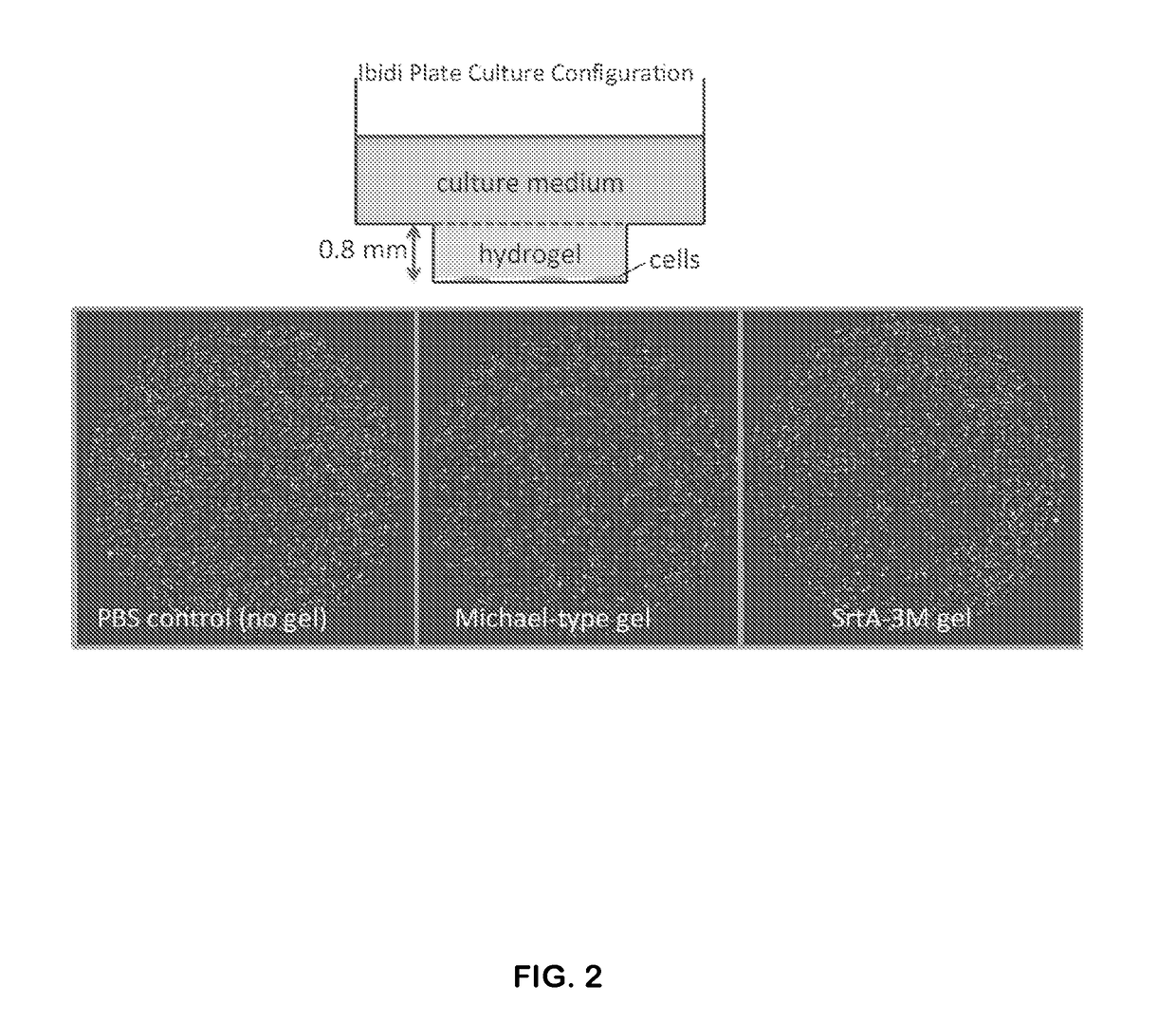 Hydrogel Comprising A Scaffold Macromer Crosslinked With A Peptide And A Recognition Motif