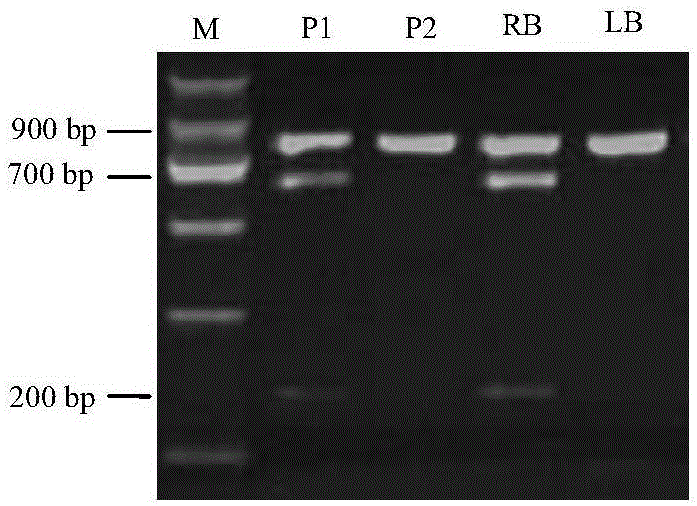 Method for identifying or assisting in identifying shapes of potatoes and special primer pair for method