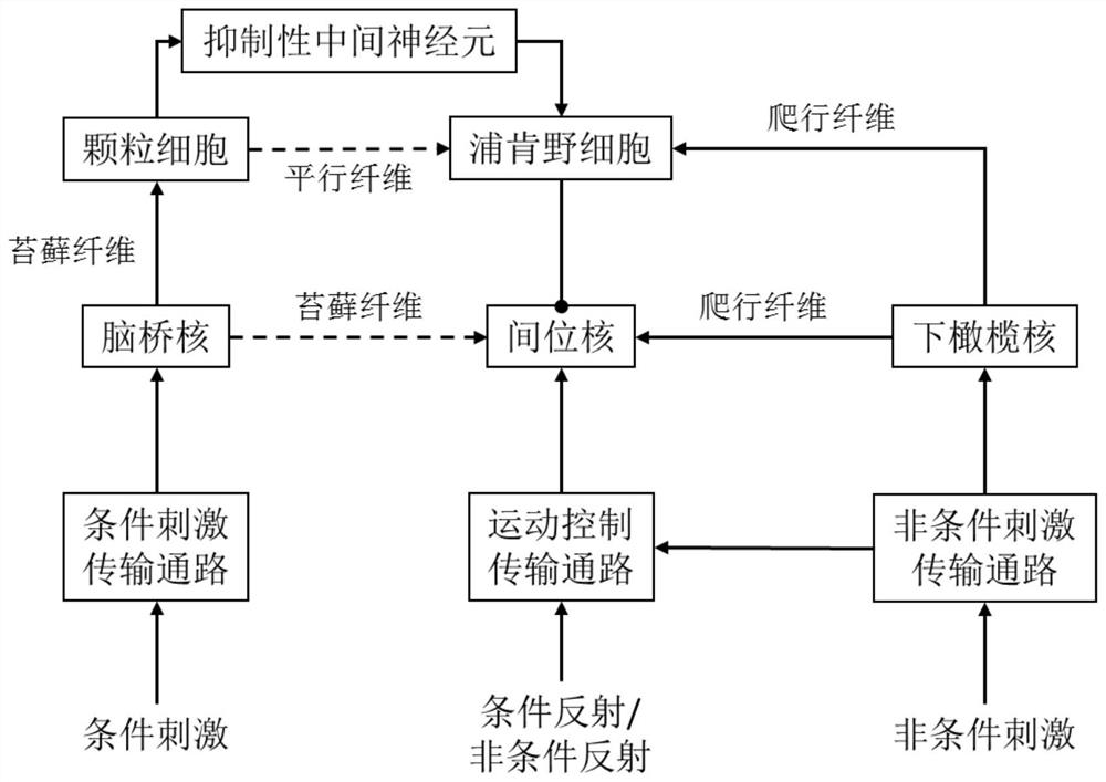 Robot control method and system based on multi-brain region cooperative conditioned reflex model