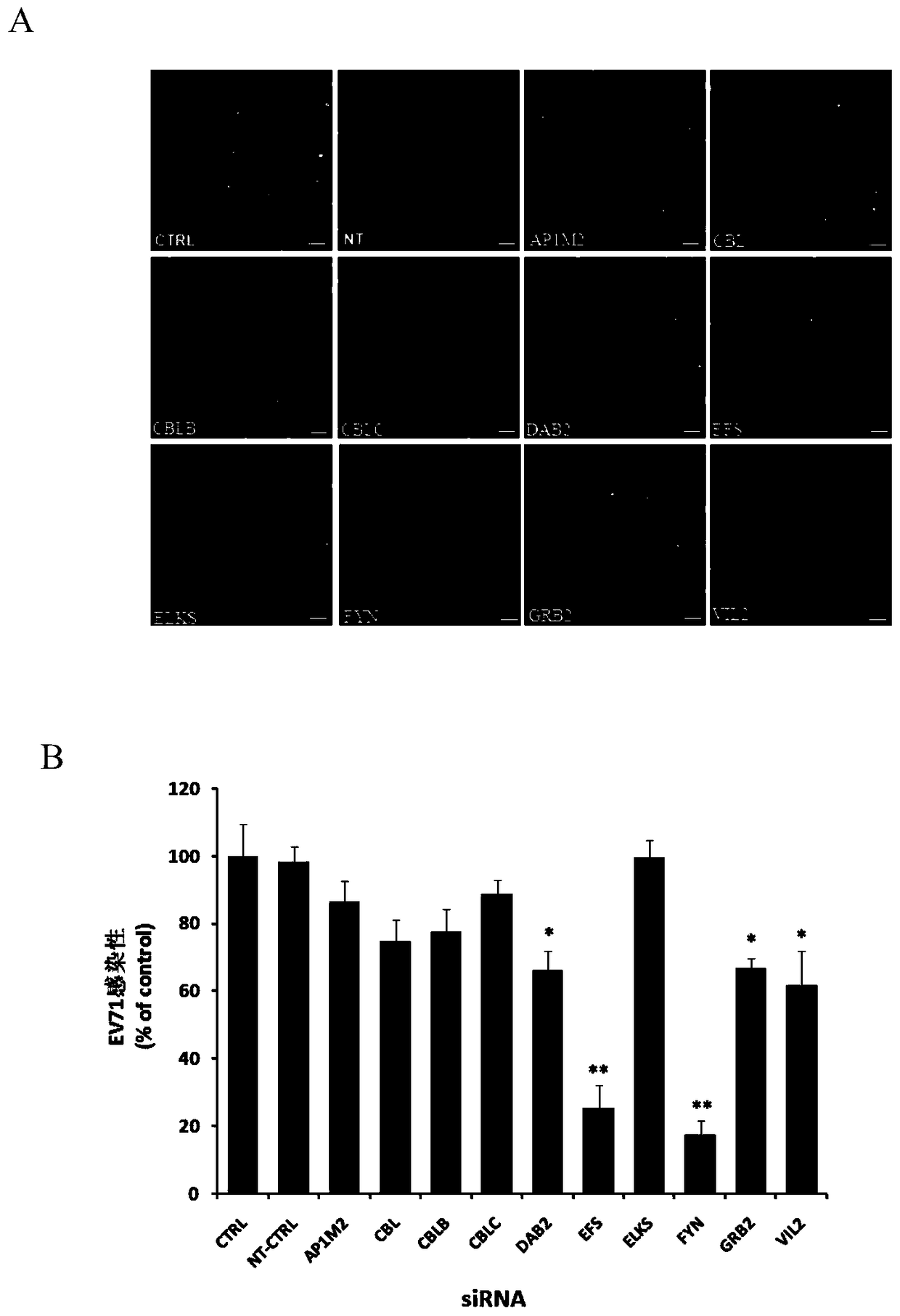 Application of embryonic fyn-related substrate efs in the prevention and treatment of enterovirus 71 infection