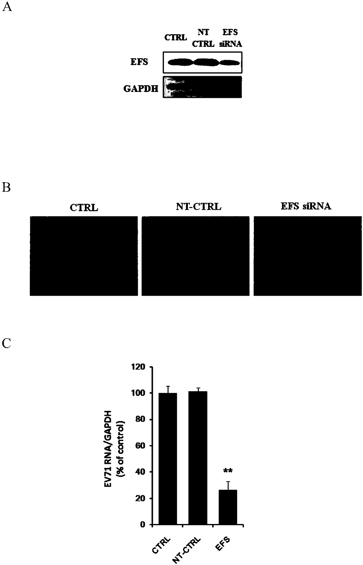 Application of embryonic fyn-related substrate efs in the prevention and treatment of enterovirus 71 infection