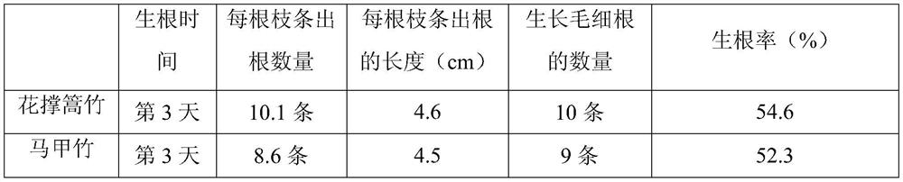 Rapid rooting method for clustered bamboo branches and application thereof