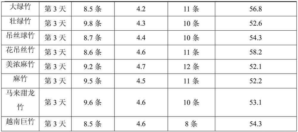 Rapid rooting method for clustered bamboo branches and application thereof