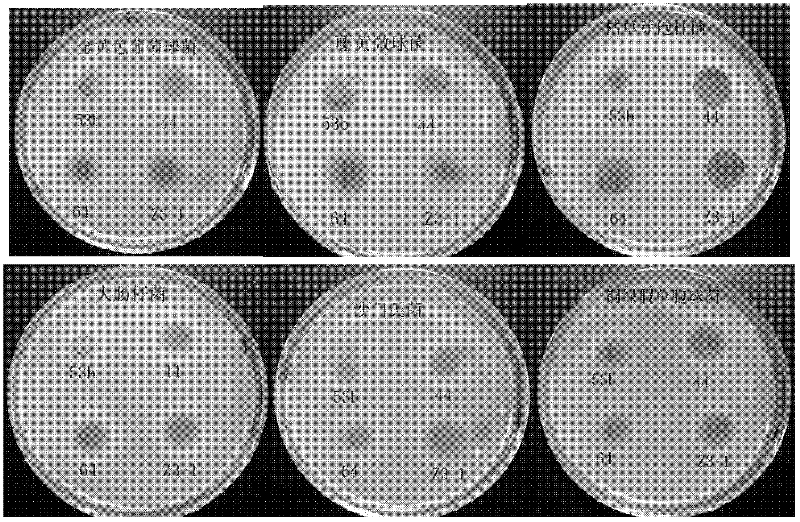 Applications of Lactobacillus plantarum in complete-strain Triticumspp silage