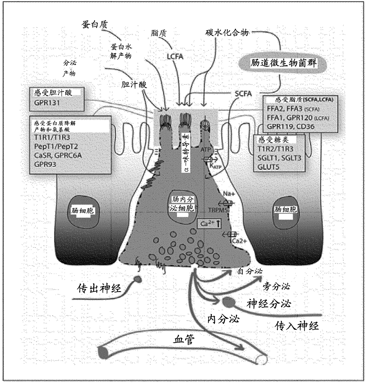 Dietary peptides