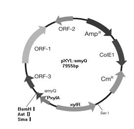 Bacillus subtilis xylose induced exocrine expression vector